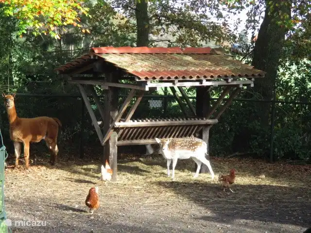 Location de Vacances Pays-Bas, Groningue, Marum, chalet - Maison forestière n° 30