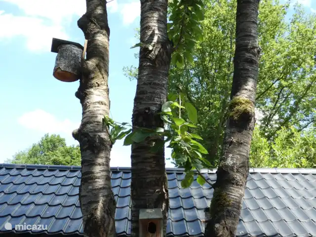 Location de Vacances Pays-Bas, Groningue, Marum, chalet - Maison forestière n° 30