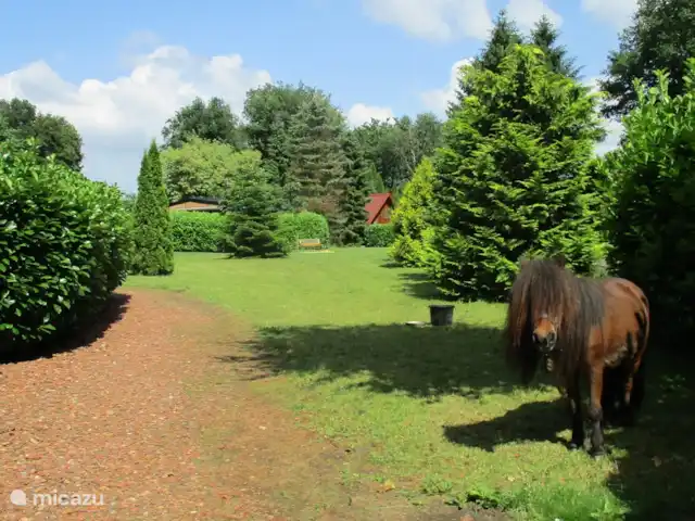 chalet huren in Nederland, Groningen, Marum – Boshuisje nr 28