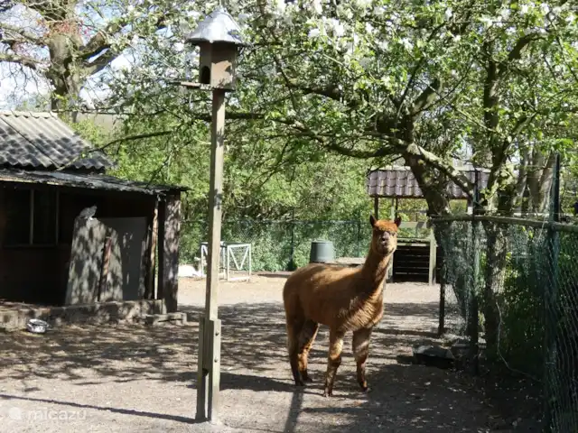 chalet huren in Nederland, Groningen, Marum – Boshuisje nr 26