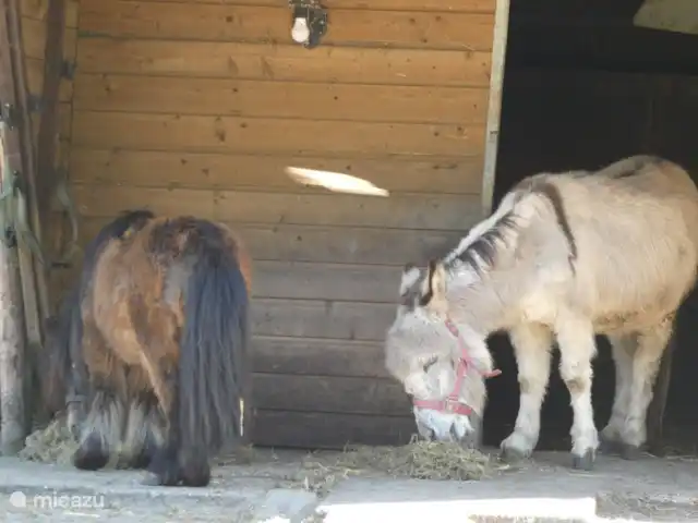stacaravan huren in Nederland, Groningen, Marum – Boshuisje nr15