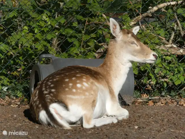 stacaravan huren in Nederland, Groningen, Marum – Boshuisje nr15