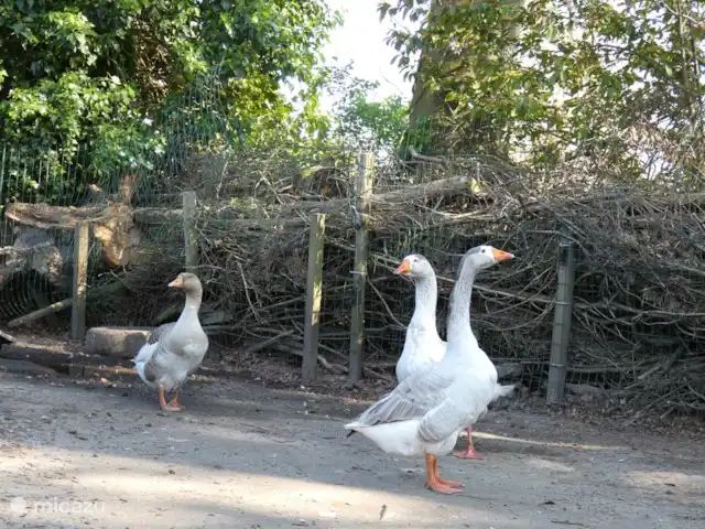stacaravan huren in Nederland, Groningen, Marum – Boshuisje nr15