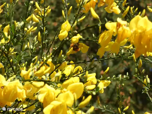 stacaravan huren in Nederland, Groningen, Marum – Boshuisje nr15
