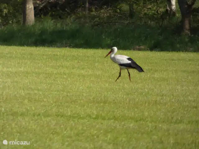 stacaravan huren in Nederland, Groningen, Marum – Boshuisje nr15