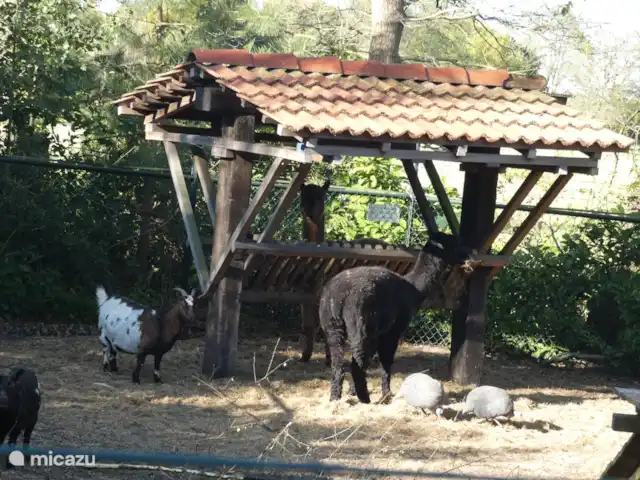Location de Vacances Pays-Bas, Groningue, Marum, cabane en bois / lodge - Maison forestière n° 14