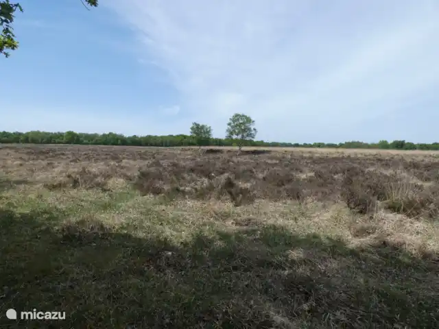 Location de Vacances Pays-Bas, Groningue, Marum, cabane en bois / lodge - Maison forestière n° 14
