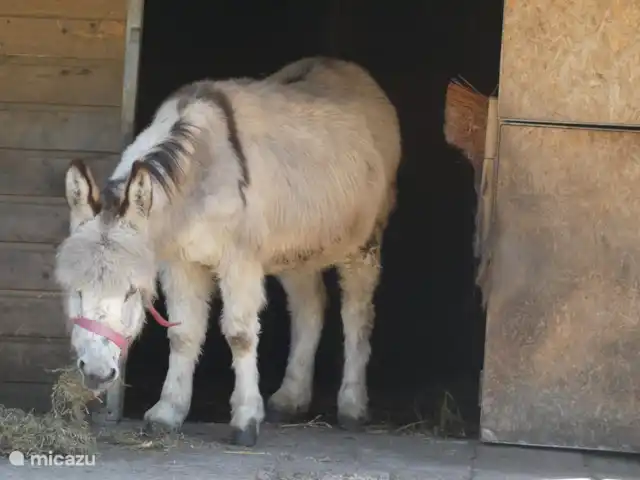 Location de Vacances Pays-Bas, Groningue, Marum, cabane en bois / lodge - Maison forestière n° 14