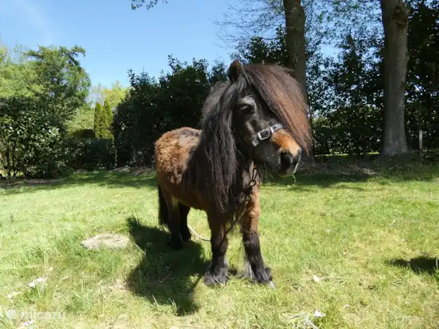 Location de Vacances Pays-Bas, Groningue, Marum, cabane en bois / lodge - Maison forestière n° 14