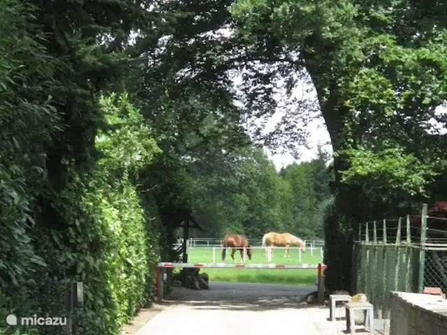 vakantiehuis huren in Nederland, Groningen, Marum – Boshuisje nr 21