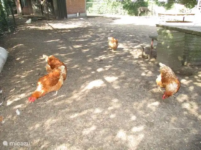 vakantiehuis huren in Nederland, Groningen, Marum – Boshuisje nr 21