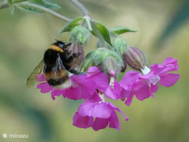 vakantiehuis huren in Nederland, Groningen, Marum – Boshuisje nr 21