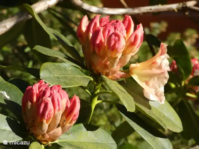 vakantiehuis huren in Nederland, Groningen, Marum – Boshuisje nr 21
