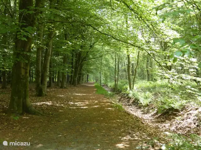 Location de Vacances Pays-Bas, Groningue, Marum, chalet - Maison forestière n° 10