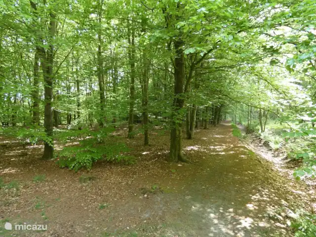 Location de Vacances Pays-Bas, Groningue, Marum, chalet - Maison forestière n° 17