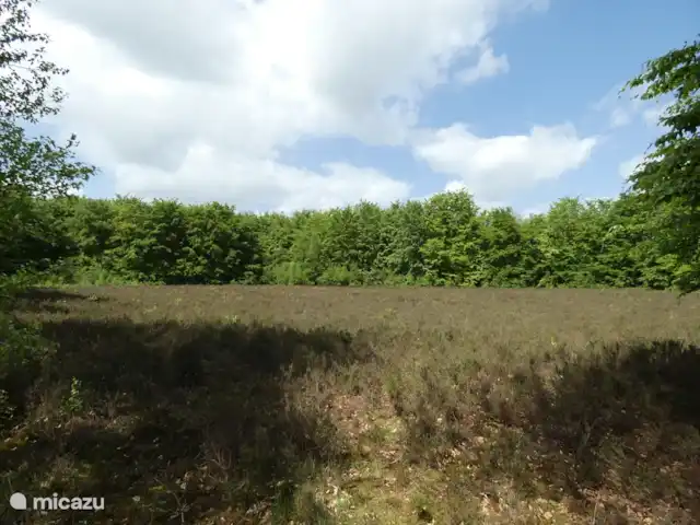 Location de Vacances Pays-Bas, Groningue, Marum, chalet - Maison forestière n° 17