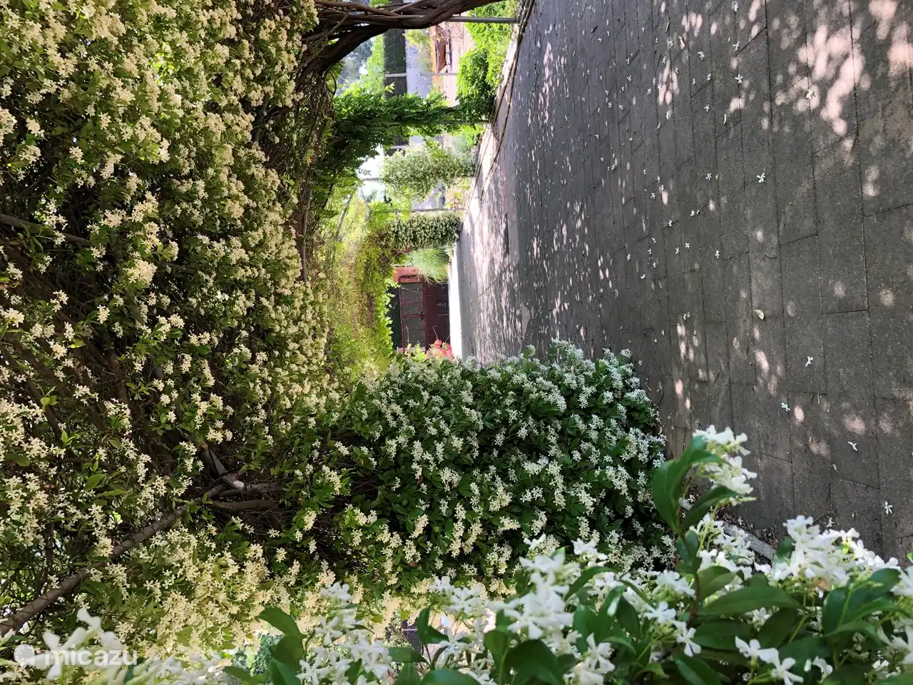 Un jazmín maravillosamente fragante que florece durante todo el mes de mayo.