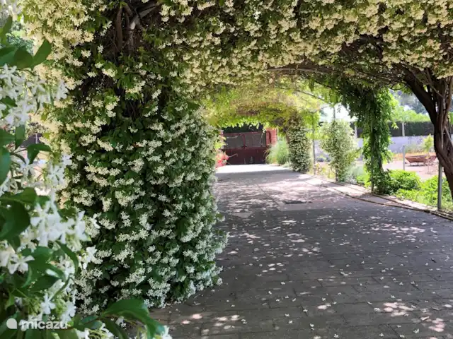 Location de Vacances Espagne, Costa Blanca, Gaianes, chambres d'hôtes -  Spa de Regina Un jasmin merveilleusement parfumé qui fleurit tout au long du mois de mai