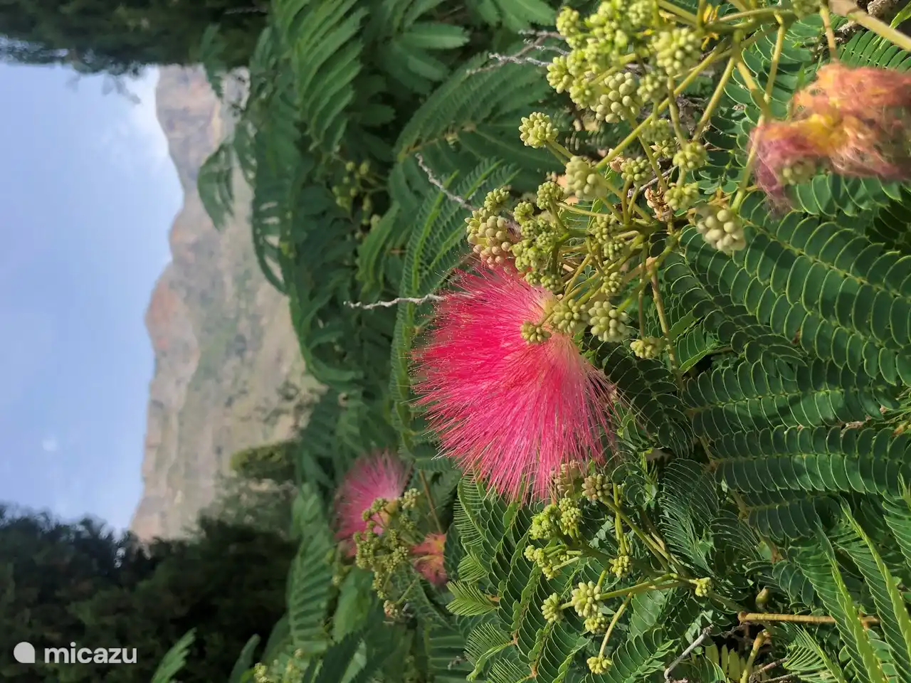 Tu vista de este árbol en flor con vistas al Benicadell