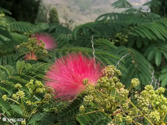 Location de Vacances Espagne, Costa Blanca, Gaianes, chambres d'hôtes -  Spa de Regina Votre vue de cet arbre en fleurs surplombant le Benicadell