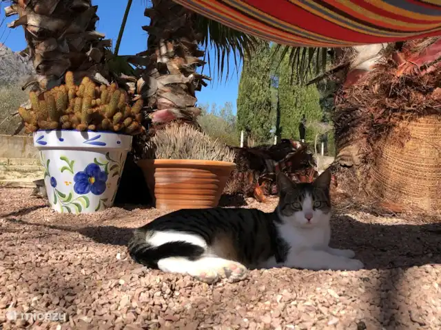 Location de Vacances Espagne, Costa Blanca, Gaianes, chambres d'hôtes -  Spa de Regina Notre chat Blanca