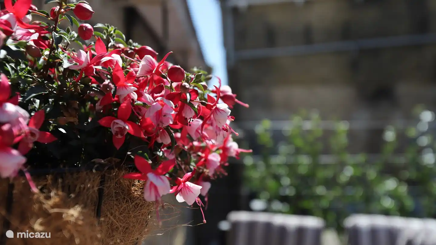 Blumen auf der Dachterrasse