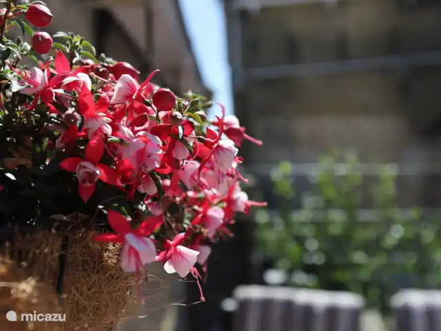 Centre des monuments nationaux Harlingen | Pays-Bas, Frise, Harlingen - maison de ville Fleurs sur le toit-terrasse