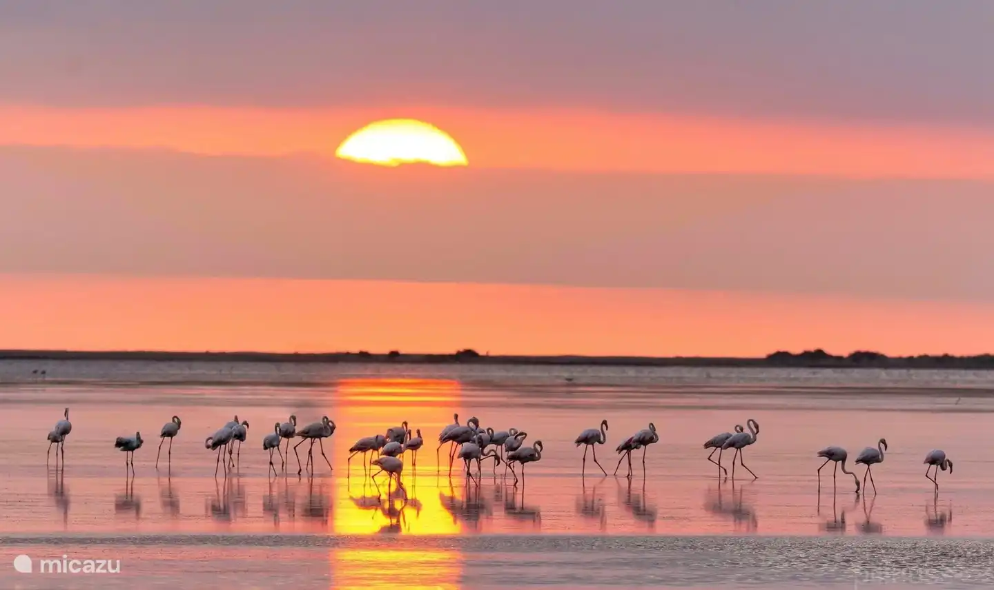 Flamingos im Ebro-Delta, Naturschutzgebiet ca. 25 km entfernt.