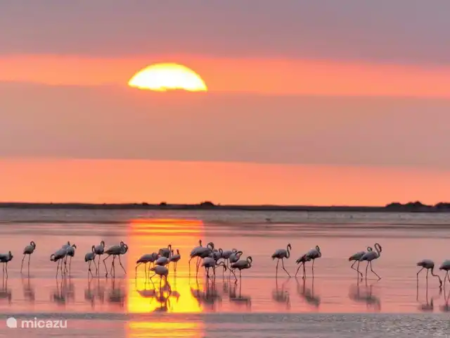 Casa El Toro Rojo | Espagne, Costa Dorada, L'Ametlla de Mar - maison de vacances Flamants roses dans le delta de l'Èbre, réserve naturelle à environ 25 km.