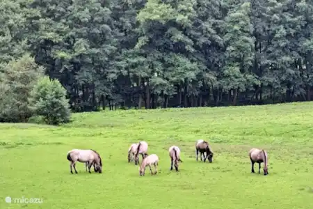 Natuur