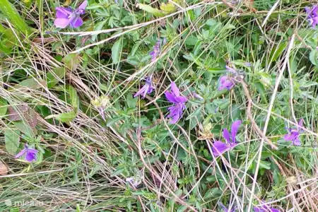Natuur