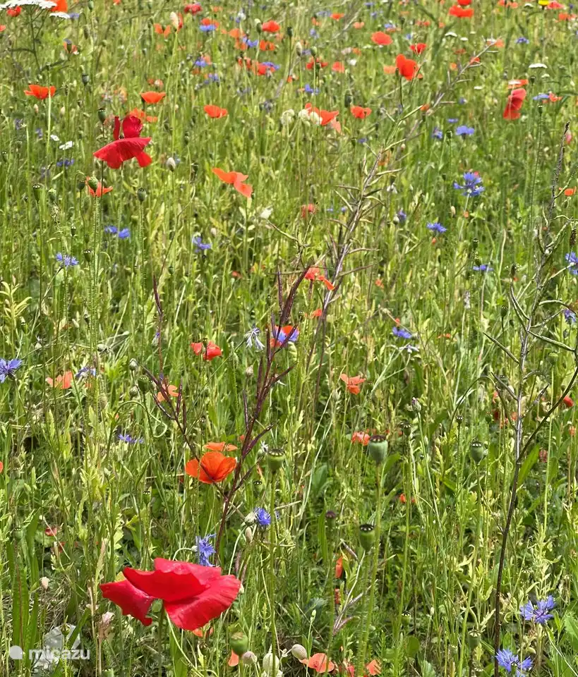 Im Park wächst und blüht viel