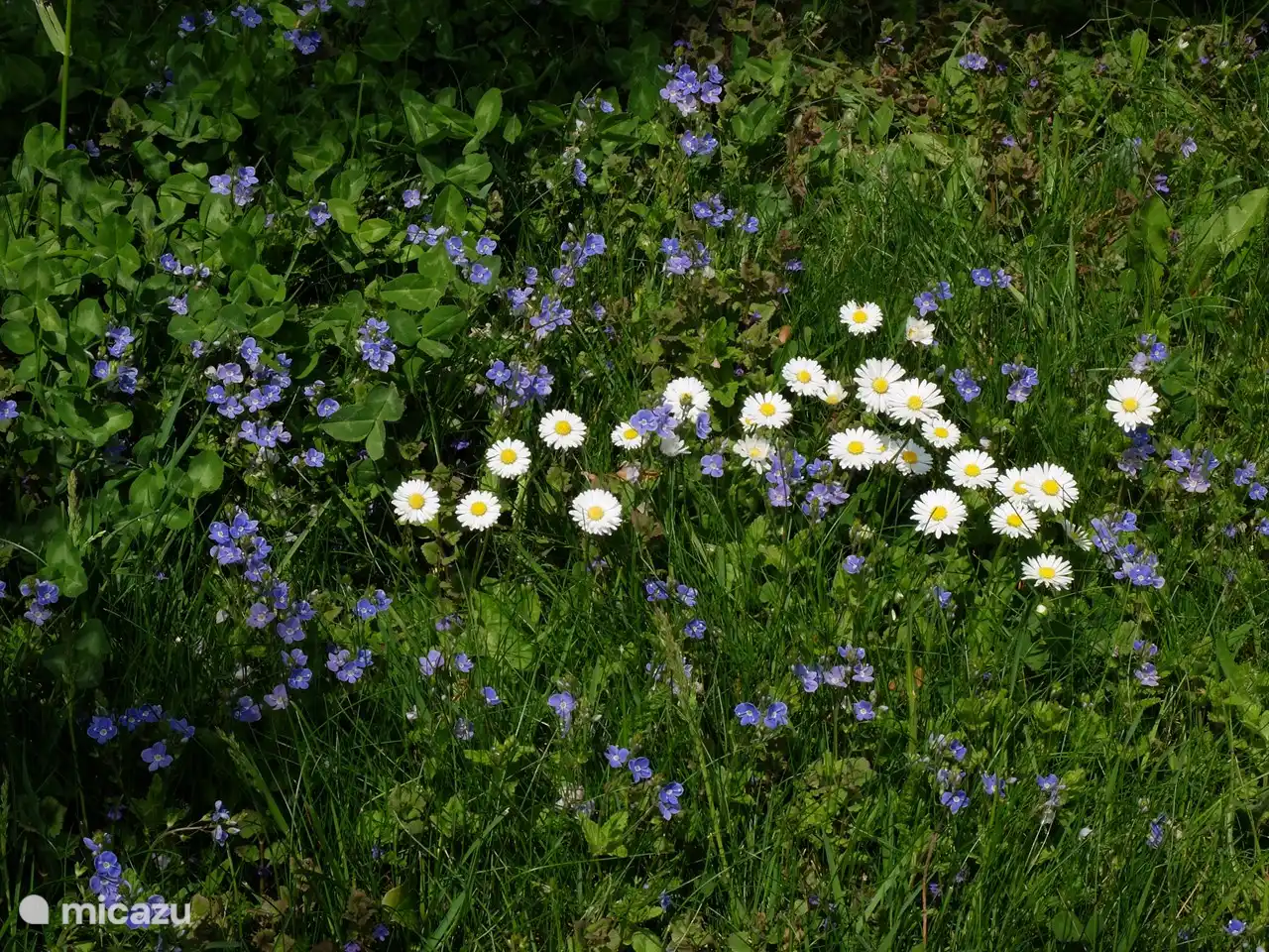 Im Park wächst und blüht viel