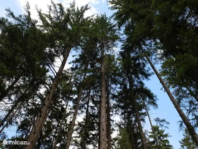 Location de Vacances Allemagne, Sauerland, Husen - Lichtenau, bungalow - Chalet Dalzicht Forêts étendues
