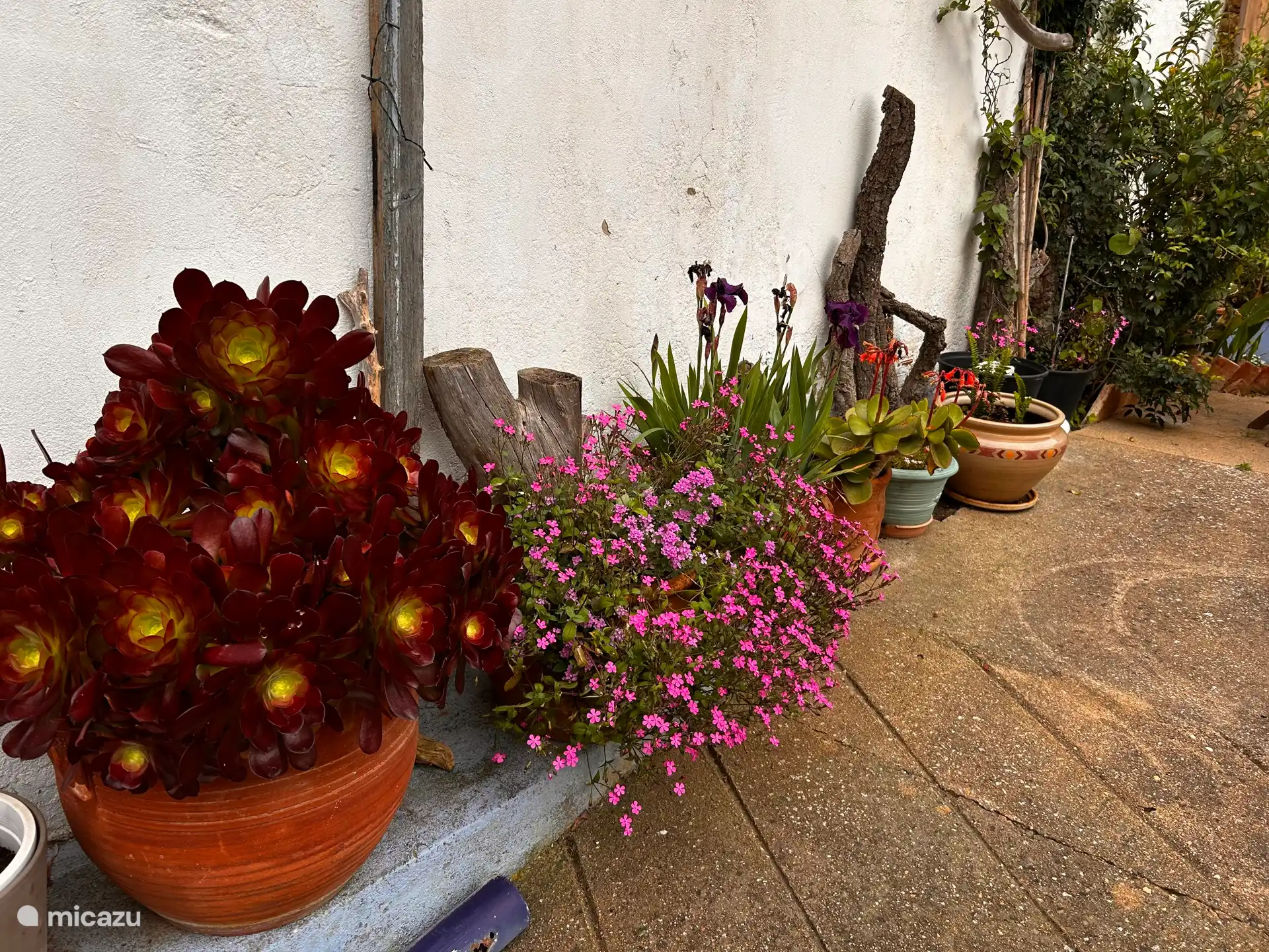 Die Terrasse in voller Blüte