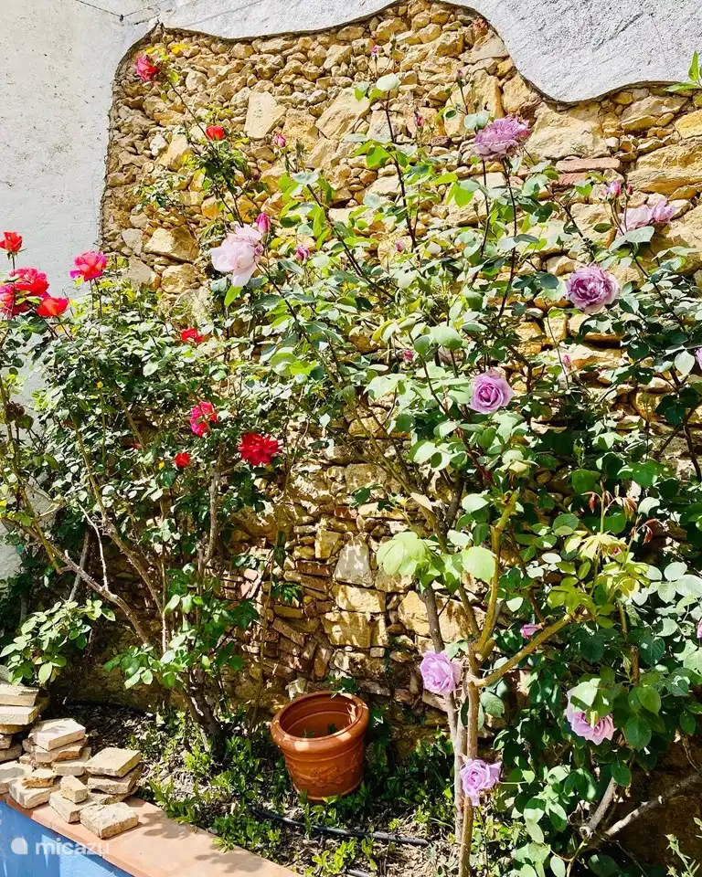 Rosen in voller Blüte