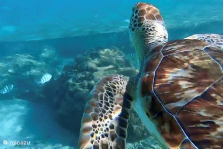 Schildpadden spotten op Playa Piskado