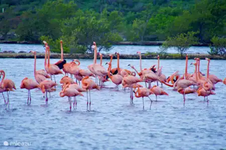 Balade autour des Flamants Roses et des Salines du Rif Marie