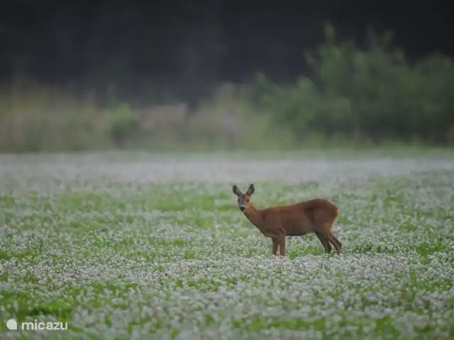 tiny house huren in Nederland, Noord-Brabant, Baarle-Nassau – Logeersuite Omgeving