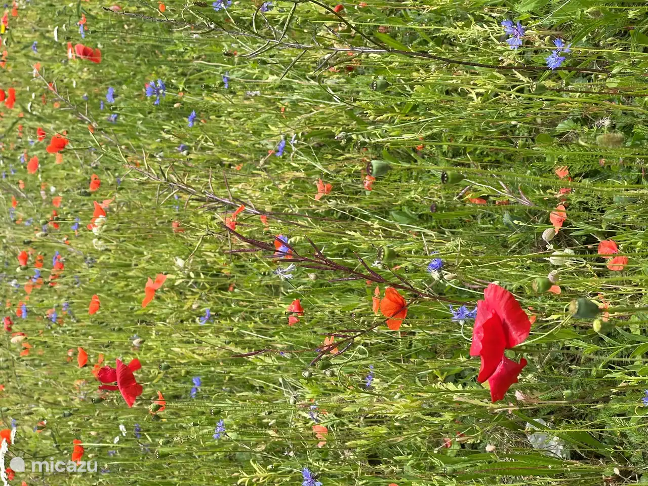 Im Park blüht und wächst viel