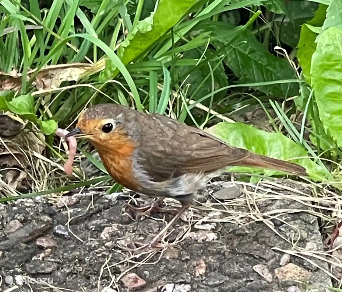 Viele Vogelarten im Park