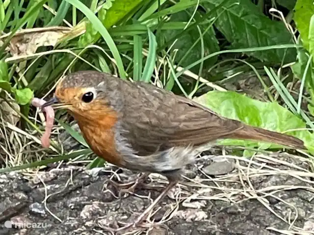 Huisje Mees huren in Duitsland, Sauerland, Husen - Lichtenau - bungalow Veel vogelsoorten in het park