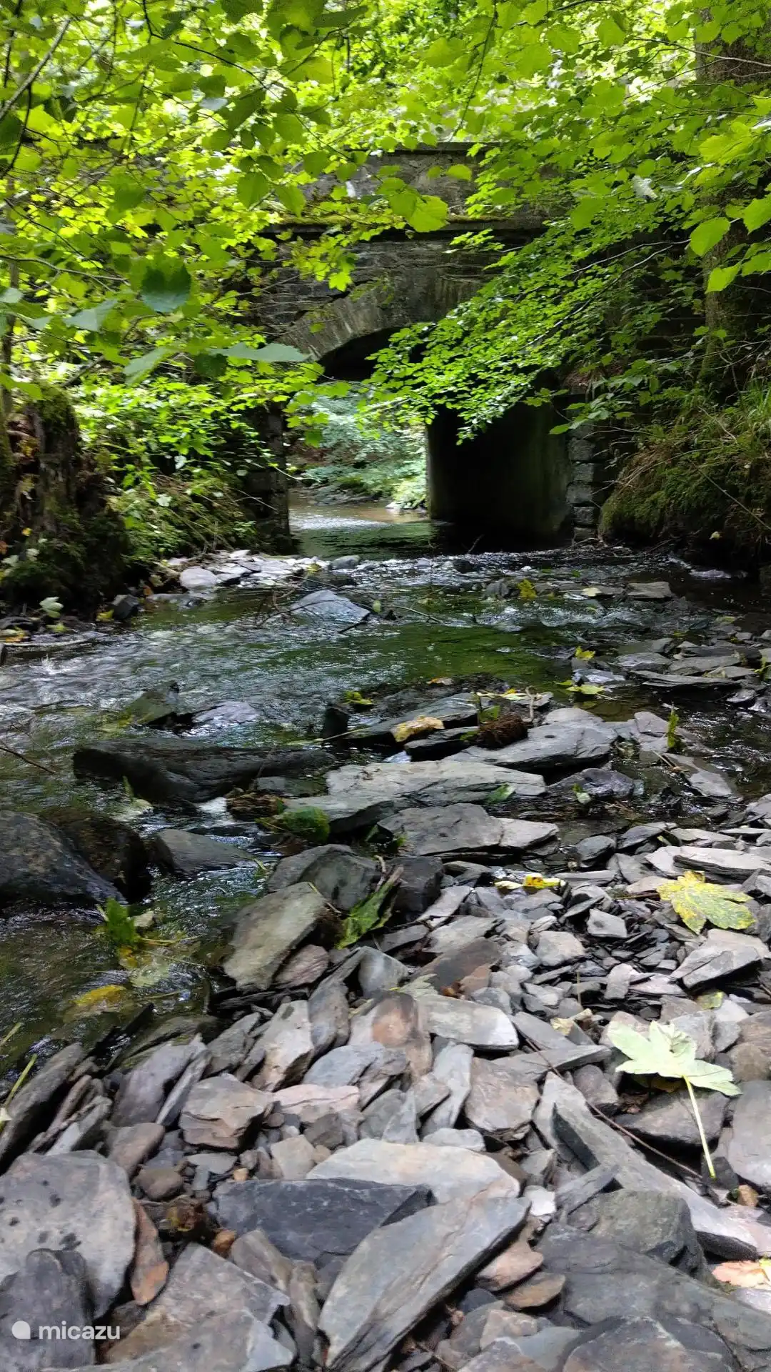 Forêt à Fays-Les-Veneurs avec le ruisseau « Les Aleines ».