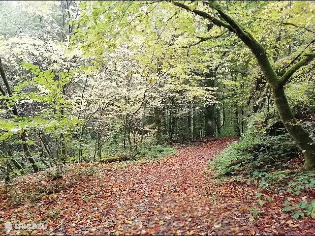 La Ferme Oubliée | Belgique, Ardennes, Paliseul - gîte / cottage forêt de Fays-Les-Veneurs (Paliseul)