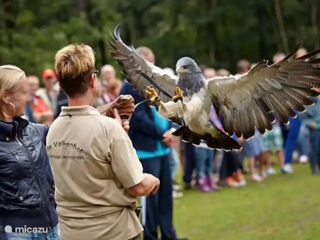 Chalet de Wildspot huren in Nederland, Gelderland, Beekbergen - chalet Iedere week in de zomer is er wel een Family Fun activiteit. Dat zijn activiteiten voor het hele gezin. Veel gezinnen doen mee met midgetgolfen, maar ook de huifkartocht over de Veluwe is populair. Zijn jouw kinderen niet snel onder de indruk? Dan moet je zeker naar de roofvogelshow komen kijken.