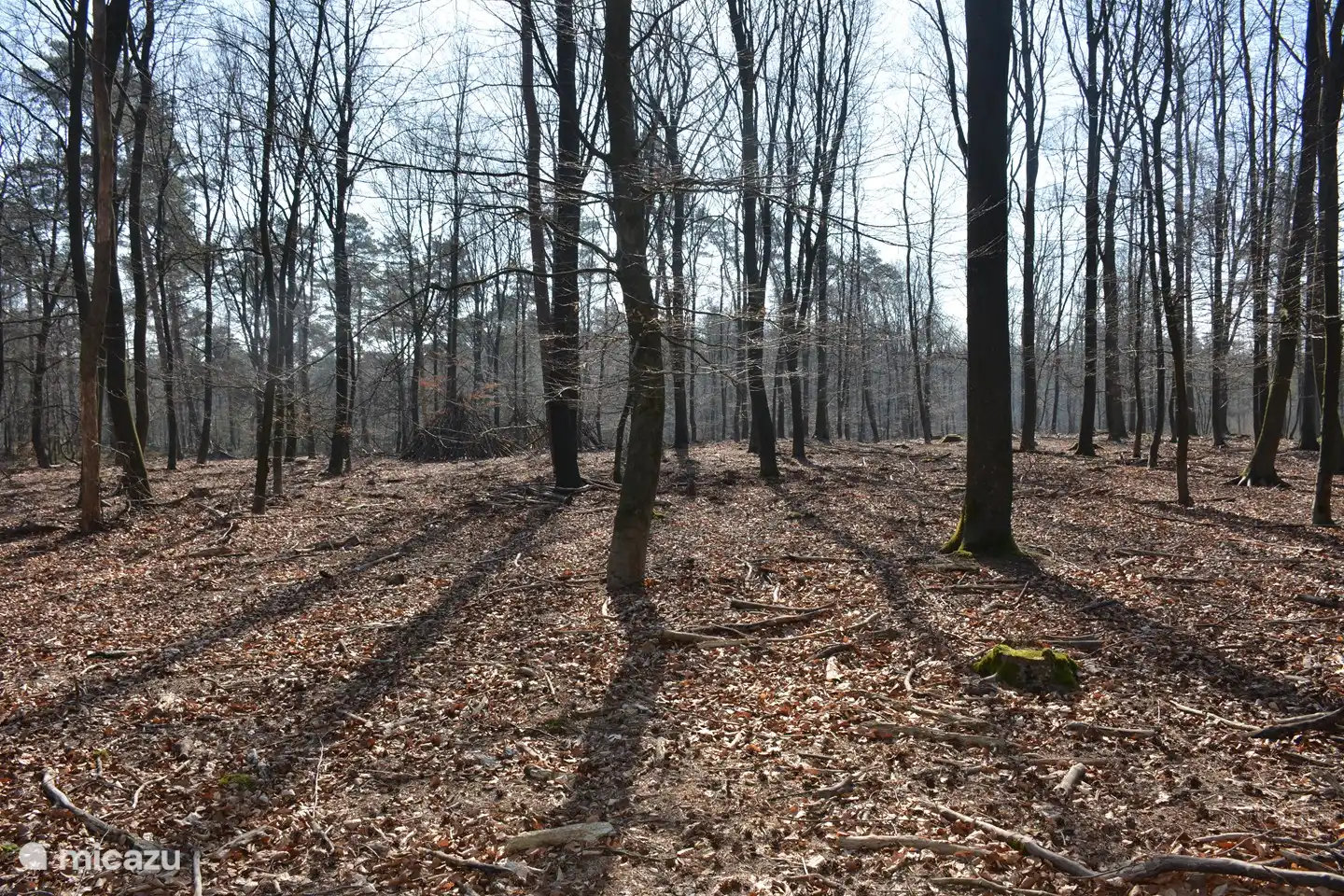 Met een paar stappen ben je in het bos voor een heerlijke wandeling of fietstocht