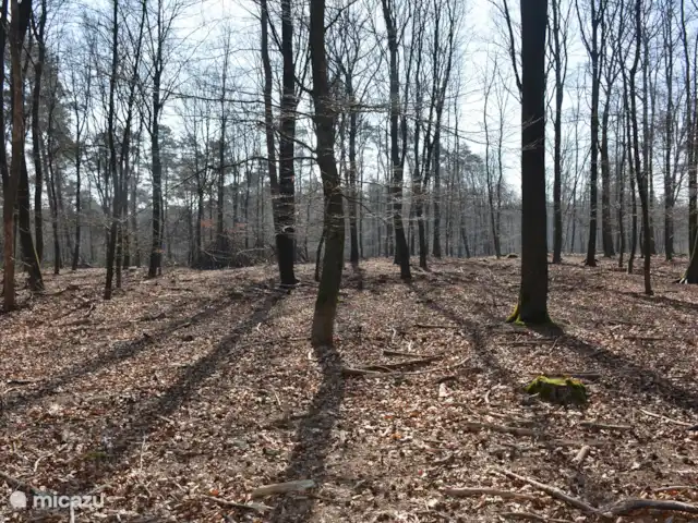 Chalet de Wildspot huren in Nederland, Gelderland, Beekbergen - chalet Met een paar stappen ben je in het bos voor een heerlijke wandeling of fietstocht