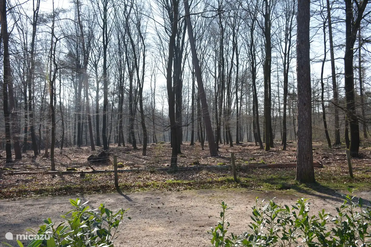 Winter in het bos. Prachtig uitzicht vanaf ons chalet. Heerlijke plek voor een wandeling of fietstocht. En met een beetje geluk spot je nog wild. 