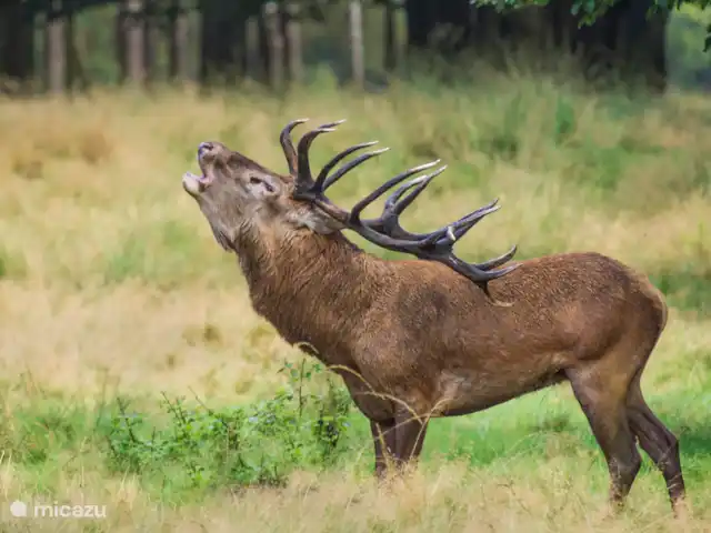 Chalet de Wildspot huren in Nederland, Gelderland, Beekbergen - chalet Bronsttijd op de Veluwe, de opmaat naar de herfst
