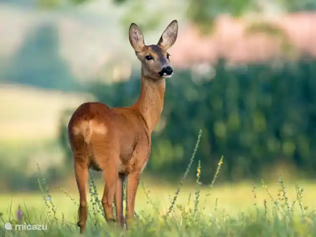 Chalet de Wildspot huren in Nederland, Gelderland, Beekbergen - chalet Vanuit het chalet sta je zo in de bossen waar je met een beetje geluk wild kan spotten